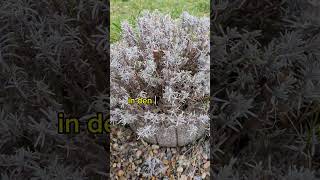 Lavendel schneiden im Frühjahr garten gartenarbeit pflanzen [upl. by Khalil]