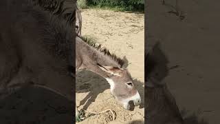 donkeys very happy life donkey animals shortsfeed [upl. by Elodea]