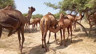 Dromedary 🐪 the incredible desert survivers [upl. by Leahcimnaes233]