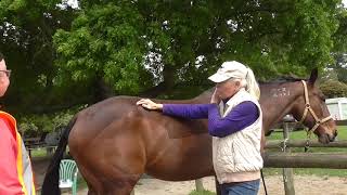 Equine craniosacral therapy  releasing the intertransverse joint [upl. by Siderf670]