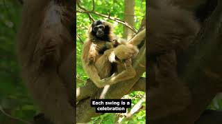 Gibbons are very agile and energetic shots Gibbonsareveryagile anipetphan [upl. by Rolandson]