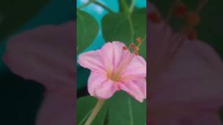 NaalumaniPoove Marvelofperu Mirabilis jalapa four oclock flower subscribe flowers ajmer [upl. by Adehsor]