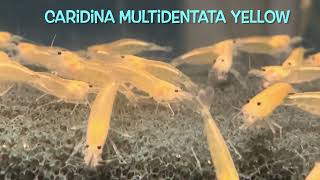 Caridina multidentata YELLOW [upl. by Cornelia752]