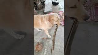 Teed ke badmashi dekho 😂  My golden retriever dog 🐕 [upl. by Hurlbut]