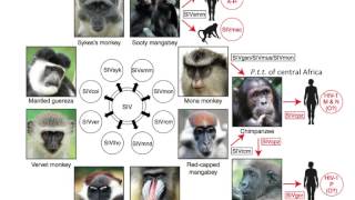 Virology 2013 Lecture 18  HIV pathogenesis [upl. by Sucirdor]