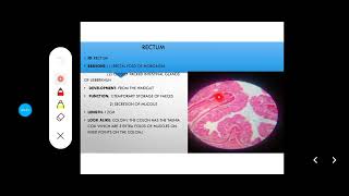 Histology Slides Series Episode 11  Histology of the Large Intestine Colon Appendix Rectum [upl. by Reeva]