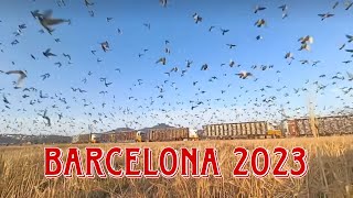 Barcelona Pigeon Race 2023  National amp International Winners [upl. by Trojan30]