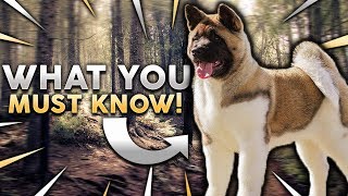 AKITA 101 Everything You Need To Know About Owning A Akita Puppy [upl. by Sidwell]