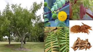 Khadira  Acacia catechu by Dr Kamla R Nagar [upl. by Borreri]