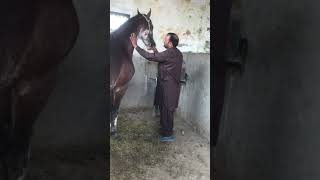 Trypanosomiasis Surra in Horse l treatment l Dr Mohsin Arshad [upl. by Lawan]