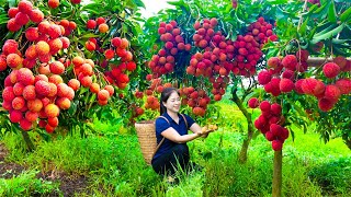 Harvest Lychee amp Goes To Market Sell  Harvesting And Cooking  Lý Song Ca [upl. by Torp]