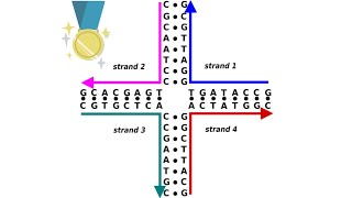 Homologous Recombination  Holliday Junction [upl. by Ycnalc]