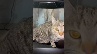 My Cat Loves Using A Treadmill [upl. by Grekin]