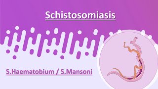 Schistosomiasis  SHaematobium  SMansoni [upl. by Alolomo]