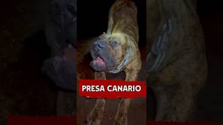 Meet the Most Dangerous Dog Presa Canario Unleashed 😱 presacanario dog animals [upl. by Prima]