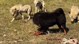 AlPHA TIBETAN MASTIFF VS WOLF [upl. by Angelia]