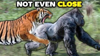 TIGER vs GORILLA  Not Even Close [upl. by Haraf]