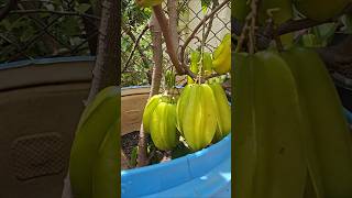 Carambola commonly called start fruit is a nutritious fruit and can be easily grown at home [upl. by Hermione]