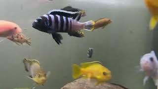 Cynotilapia sp zebra deep vs Metriaclima pyrsonotos [upl. by Bone]