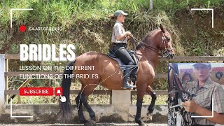 Understanding Horse Bridles Snaffle Cavesson and Curb Explained [upl. by Anni]