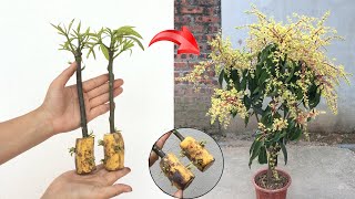 SUMMARY OF 4 GOOD TIPS on 4 ways to propagate mango trees using only 1 banana or 1 onion [upl. by Neelyad]