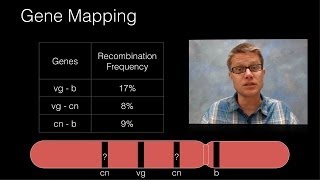 Genetic Recombination and Gene Mapping [upl. by Bayer927]