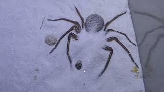 ￼Dangerouswildarachnids ￼a six eyed sand spider sees a moth and quickly hides under the sand [upl. by Carrington504]