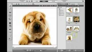 How To Make A Talking Dog Video Talking Dogs And Animals [upl. by Arracat926]