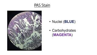 Types of histology stains [upl. by Isiahi]