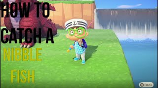 How to Catch a Nibble Fish in Animal Crossing New Horizons  Nibble Fish ACNH  ACNH Fishing [upl. by Attenaj328]