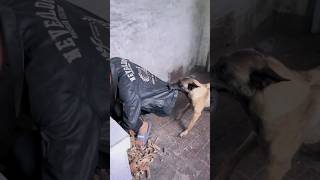 कुत्ते ने बचाई जान dogs shorts dogshorts funnyshortsvideo [upl. by Imojean]