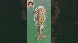 अद्भुद्ध मछली और कंगारू 🦘🦐😱 amazing Fish aamir009 amazing fish kangaroo shorts [upl. by Elnora413]