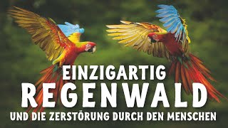 Die Einzigartigkeit des Regenwaldes und die Zerstörung durch den Menschen [upl. by Docia190]