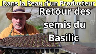 Comment réussir la germination de votre basilic vert Étapes clés et conseils [upl. by Beal]