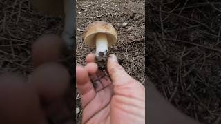 PorcinoSteinpilzeCep Bolete shorts new nature forest trending viralshort foryou mushroom [upl. by Purse760]