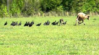 Cows Defending Calf from Vultures Buzzards [upl. by Scoles373]