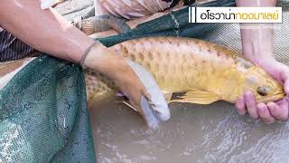 AF Arowana Farm  รู้จักสายพันธุ์ปลาอโรวาน่าก่อนเลี้ยง [upl. by Link994]