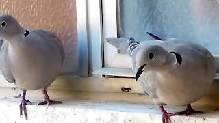 video quotanimalescoquotla TORTORA dal COLLAREquot [upl. by Kuehnel316]