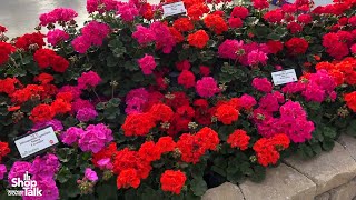 California Spring Trials 2024 Interspecific Geranium Solera Series From Ball FloraPlant [upl. by Singhal]