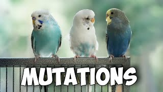 Exploring Rare and Common Budgie Mutations [upl. by Hnad151]