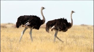 National Geographic Documentary Wild  THE BIGGEST BIRD ALIVE Its Ostrich  BBC Documentary History [upl. by Atileda]