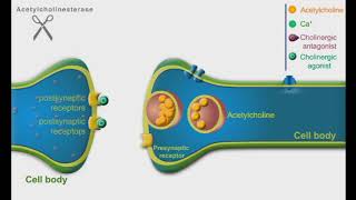 Cholinergic Agonists and Antagonists animation video [upl. by Clarke328]