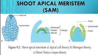 Shoot Apical Meristem SAM [upl. by Leuams487]