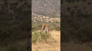 Beautiful Tanzania Serengeti National Park animals wildlife nature [upl. by Anoek554]