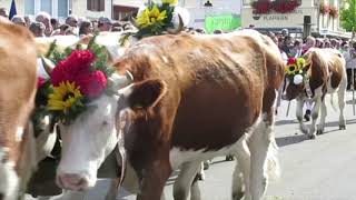 Alpabzug 2018 in Plaffeien Freiburg [upl. by Ayikan]