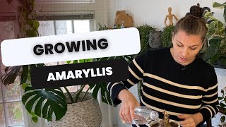 🌸 Taking Amaryllis out of Dormancy 🌸 [upl. by Jimmy144]