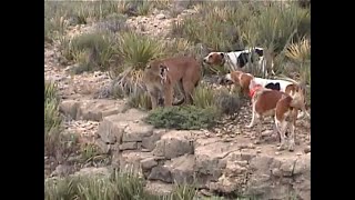 Mountain Lion bayed w hounds [upl. by Alyehc]