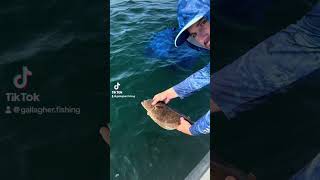 Summer Flounder Fluke Released [upl. by Muirhead]