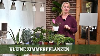 Zimmerpflanzen Teil 3  Kleine Pflanzen für Fensterbank und Tischdeko [upl. by Eadahc]