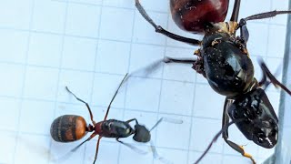 Camponotus cruentatus Spain vs Dinomyrmex gigas Singapore 27072024 [upl. by Brooke]